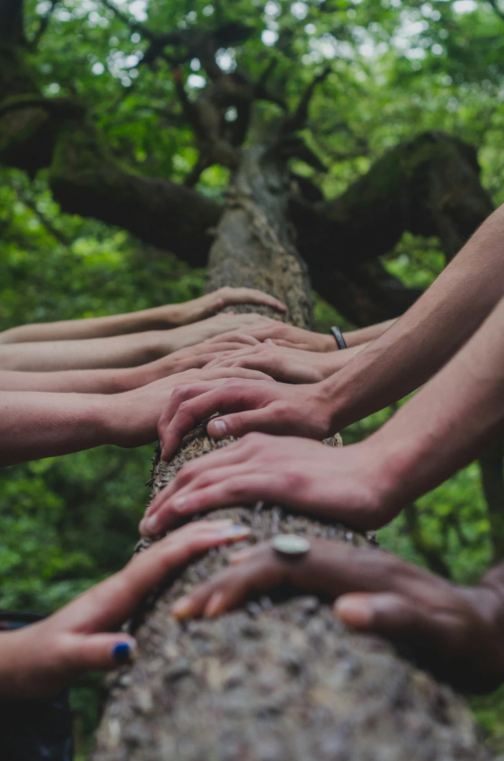 Hands touching a large tree — symbolizing connection and grounding